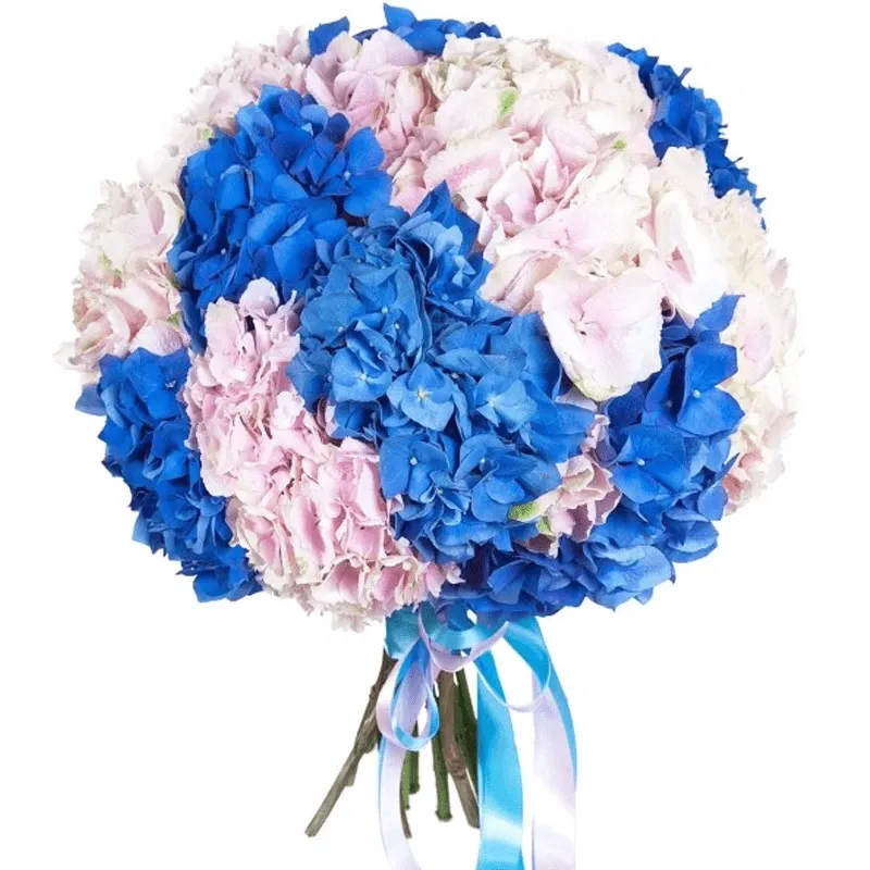 Гортензия микс сине-розовый