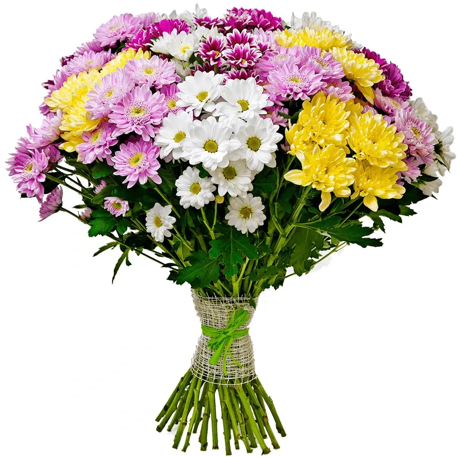 Хризантема ромашковая микс №1