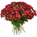 Хризантемы красные